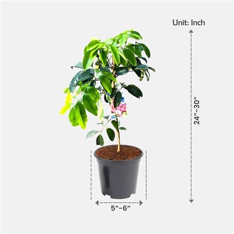 Buy Grafted Litchi Plant online at best price