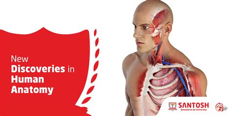 New Discoveries in Human Anatomy: Hidden Organs, Brain Drainage & More