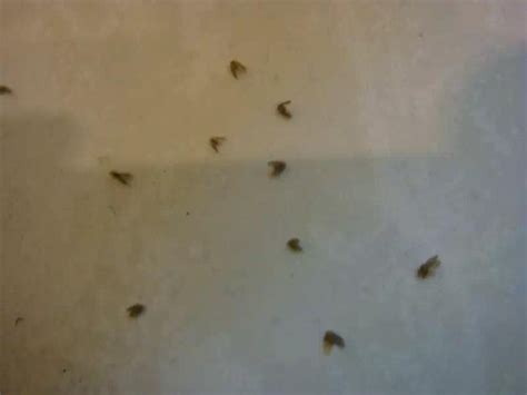 厕所厨房里的小飞虫是啥？传染病菌、寄生人体，很多人还不当回事！ - 知乎