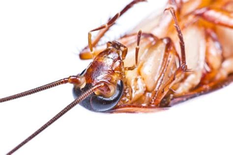 Cockroach Skeleton 的图像结果