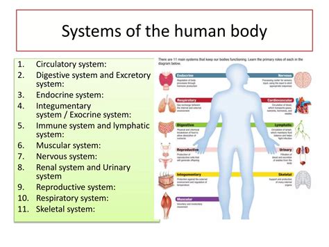 Biology Human Anatomy and Physiology 的图像结果