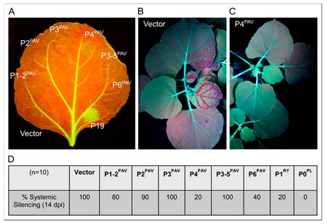 The Luteovirus P4 Movement Protein Is a Suppressor of Systemic RNA ...