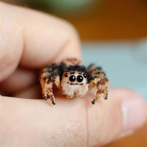 Buy Tiny Jumping Spider Figurine: Realistic Miniature Poseable Toy ...