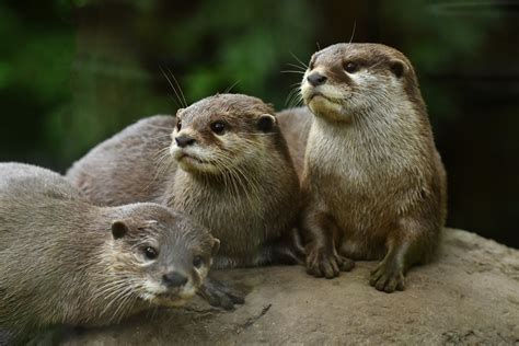 Asian small-clawed otter (Aonyx cinereus) - ZooChat