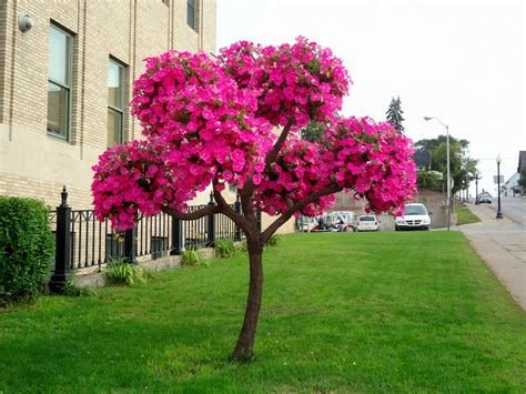 Flower Tree 的图像结果
