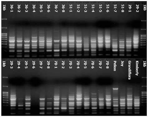 Genetic Characterization of Gardenia jasminoides Ellis Genotypes ...