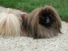 candela chion omaha of betty home chien de race toutes races en candela chion omaha of betty home chien de race toutes races en