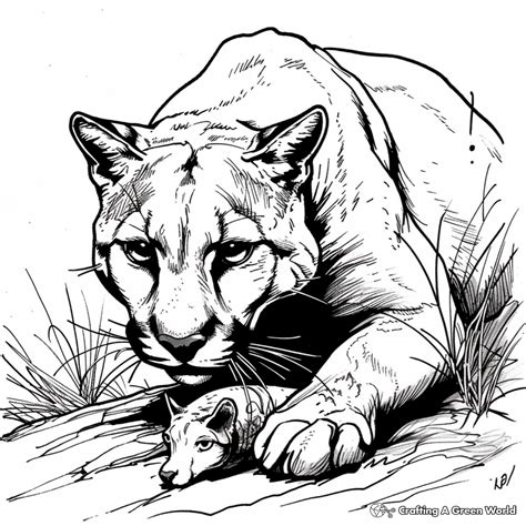 Cougar Coloring Pages - Free & Printable!