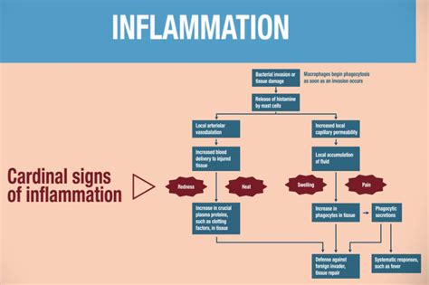 Inflammation Process Steps 的图像结果