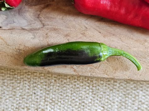 Can peppers withstand a light frost? – Sandia Seed Company