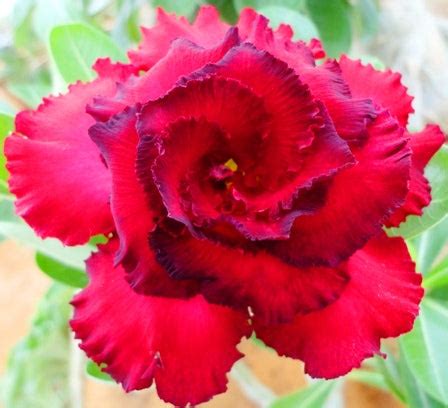 Purchase Rome Plant - Classic Elegance | MyBageecha