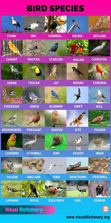 Types of birds great list of 80 birds by common names around the world ...