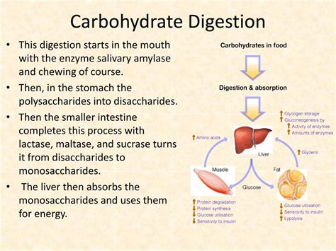 How Are Carbs Digested 的图像结果