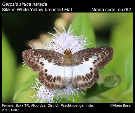 Gerosis sinica | Butterfly