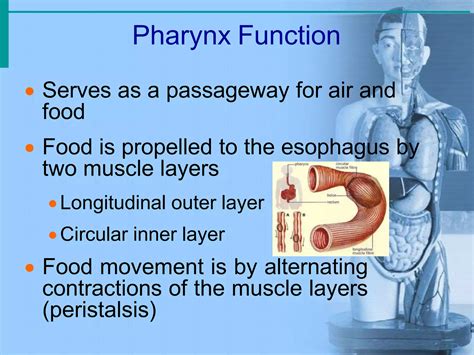 Anatomy of Git System in Amharic 的图像结果