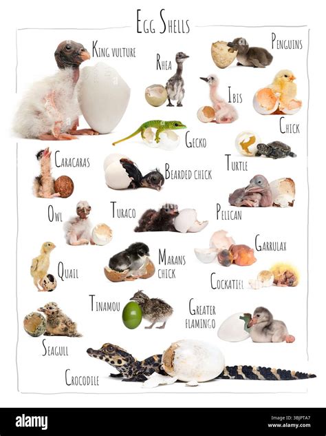 Educational chart showing various baby animals hatching from their eggs, including birds ...