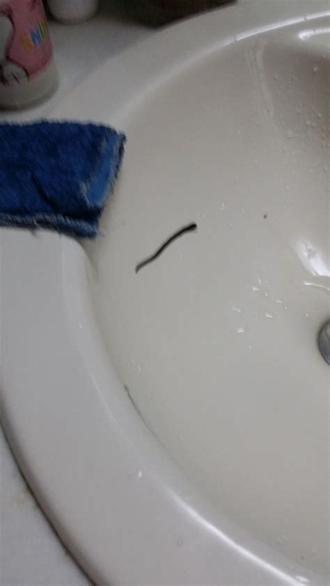 浴室下水道爬出来的大虫子，是什么虫子，怎么消灭？_百度知道