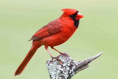 Guide to Birds in West Virginia: 25 Must-See Birds in the Mountain State