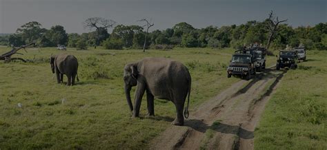 Dalma Wildlife Sanctuary - Dalma Wildlife Sanctuary is situated around ...