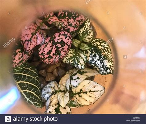 Terrarium Plants Stock Photos & Terrarium Plants Stock Images - Alamy