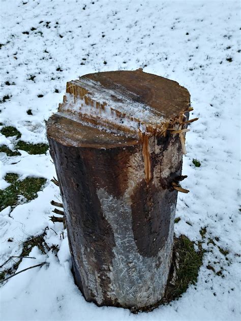 Image result for Come Back Stumpy