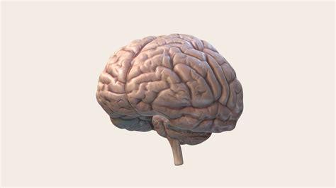 Image result for Brain Machine Learning Vector