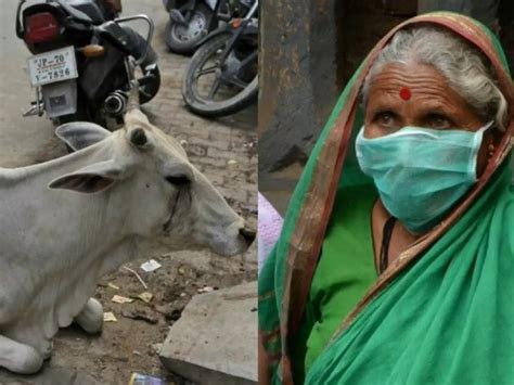 Cow Menace On The Rise In UP, Swine Flu Cases Spike In Rajasthan + More ...