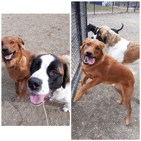 I'm a dog walker for Wag and this random dog at the dog park wanted to ...