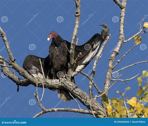 Turkey Vulture Perched in a Tree with Wings Spread Next To a Common ...