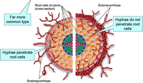 Lichens & Mycorrhiza | Biology Class 11 - NEET