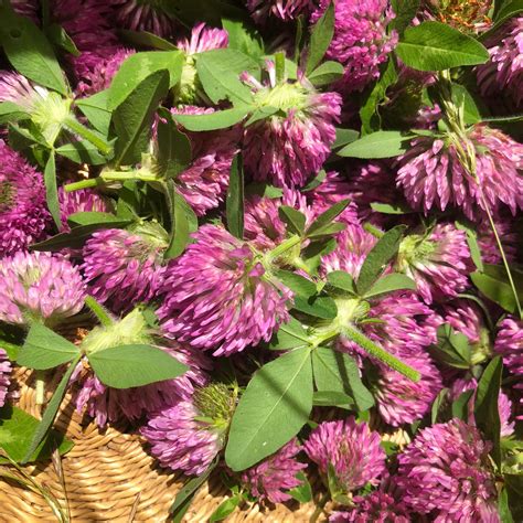 How to Wild Harvest Red Clover & Make Red Clover Tea - Katie Spring