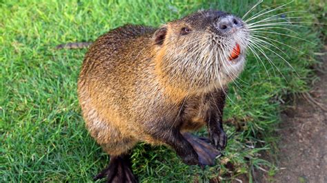 Nutria Animal