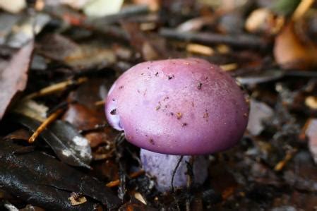 El hongo flor lila símbolo de la lucha de la mujer