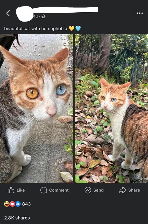 To compliment a cat | Beautiful Cat With Homophobia | Know Your Meme