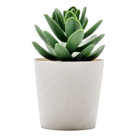 Plastic Flower Pots Transparent at Myrtle Sturm blog