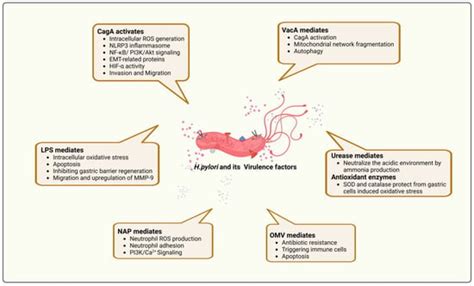 Reactive Oxygen Species and H. pylori Infection: A Comprehensive Review ...
