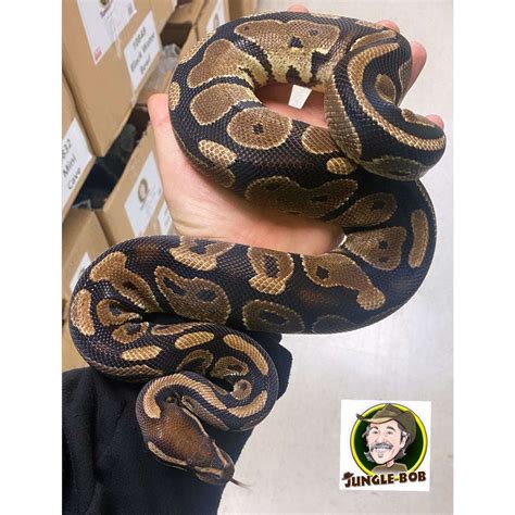 Image result for Ball Python for Sale