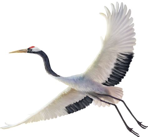 red crowned crane paint 12596667 PNG