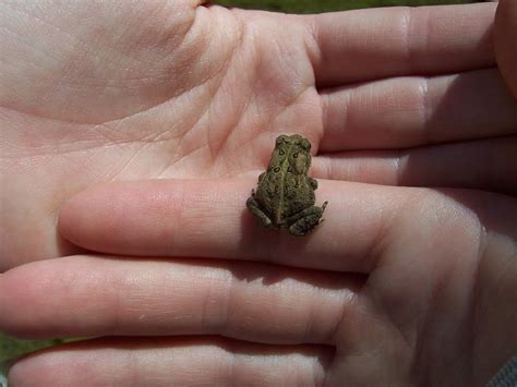 Toad Killing Toad 的图像结果