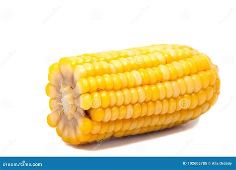 Isolated Corn. One Ear of Sweet Corn with Leaves Isolated on White ...