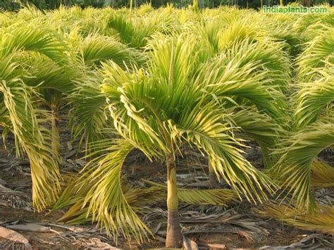 Veitchia Merreilii Golden - Palms – Exotic Flora