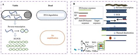 RT-PCR Method 的图像结果