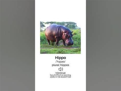 Hippo - Pronunciation, English Phonetic Transcription, Plural Form/Wild ...