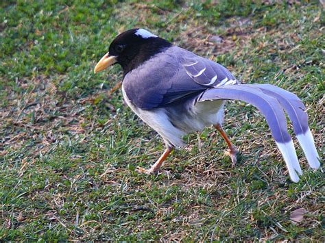 Yellow-billed Blue Magpie - Gold-billed Magpie - Urocissa flavirostris ...