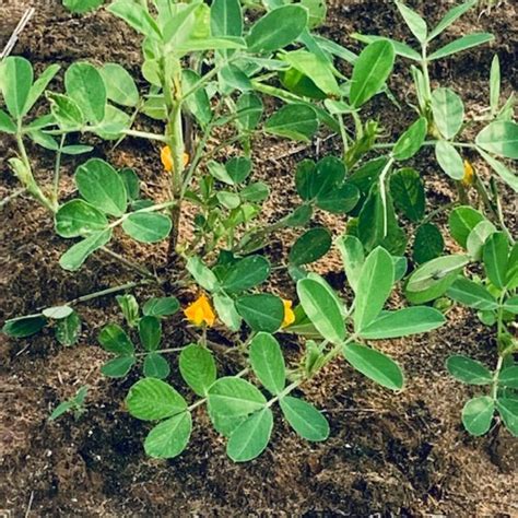 Peanut / Groundnut / Kappalndi (Arachis hypogaea) Fruit Live Plant (Ho ...