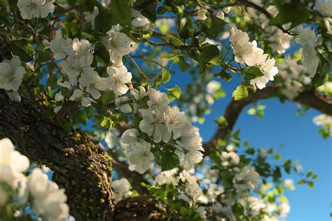 Flower Tree 的图像结果