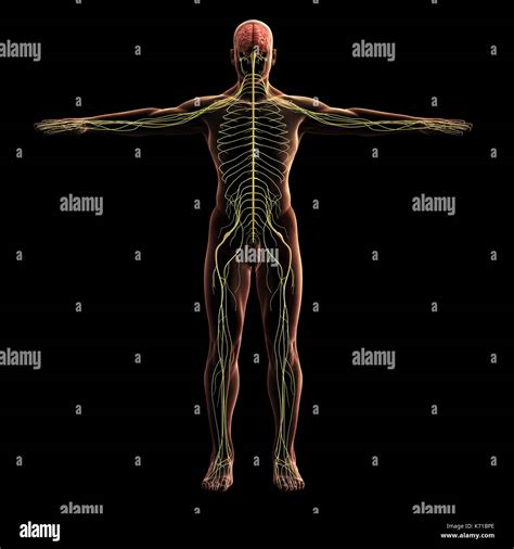Central Nervous System Model _ What Is The Nervous System – QNAG