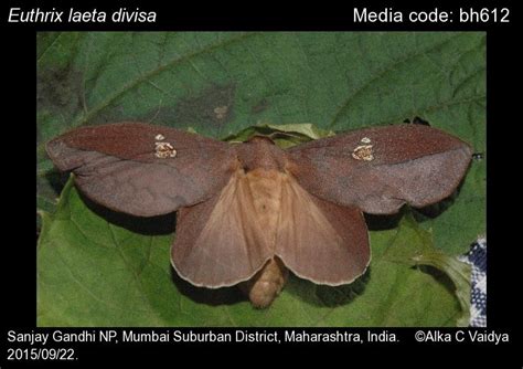 Euthrix laeta | Moths