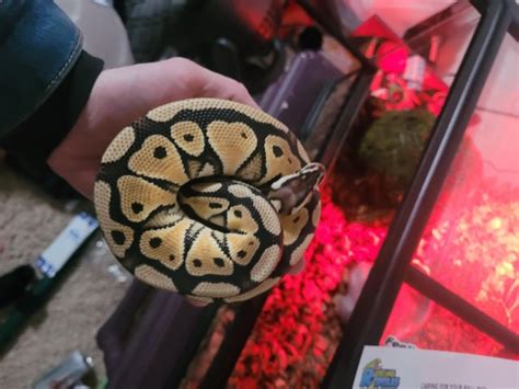 Image result for Ball Python 1 Minute