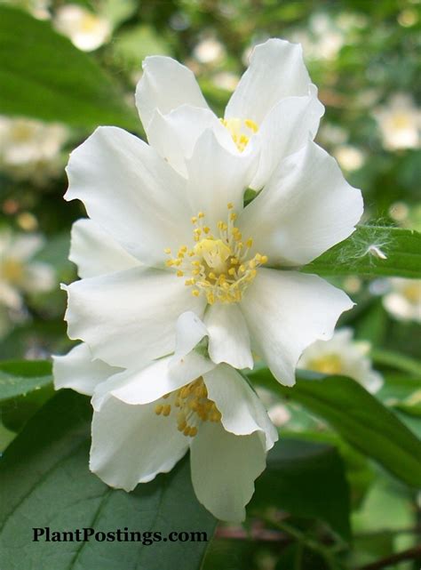 PlantPostings: Plant of the month:Mock Orange